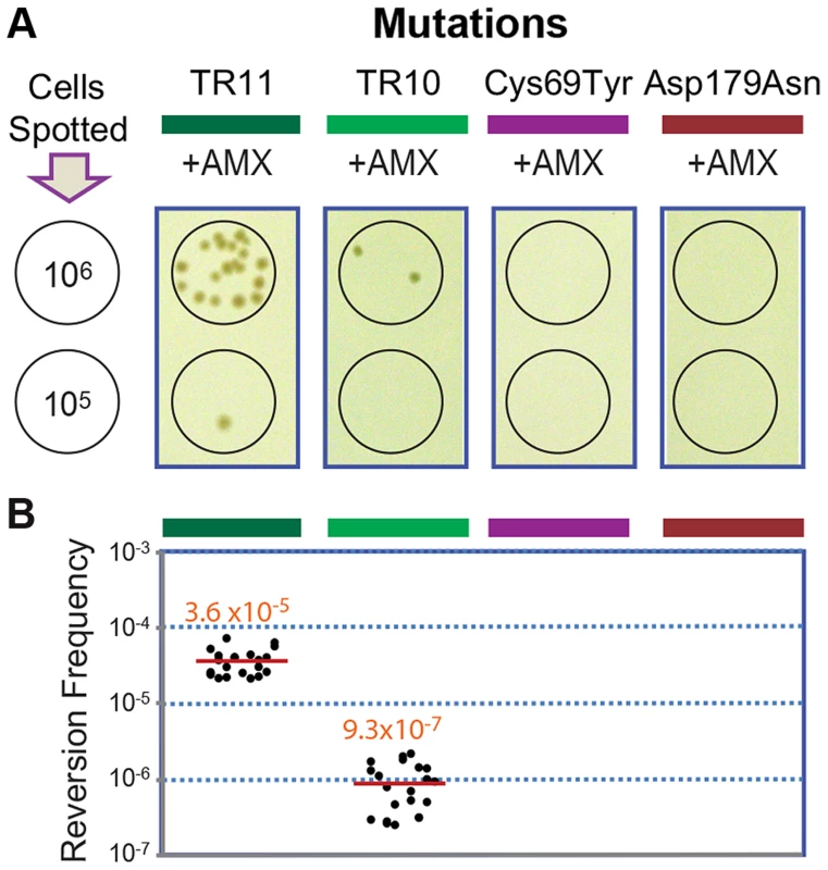 Reversion assays with strains carrying different <i>penA</i> alleles.