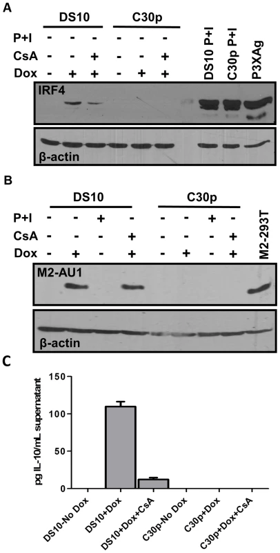 M2 induction of IRF4 by M2 is partially dependent on NFAT pathway.