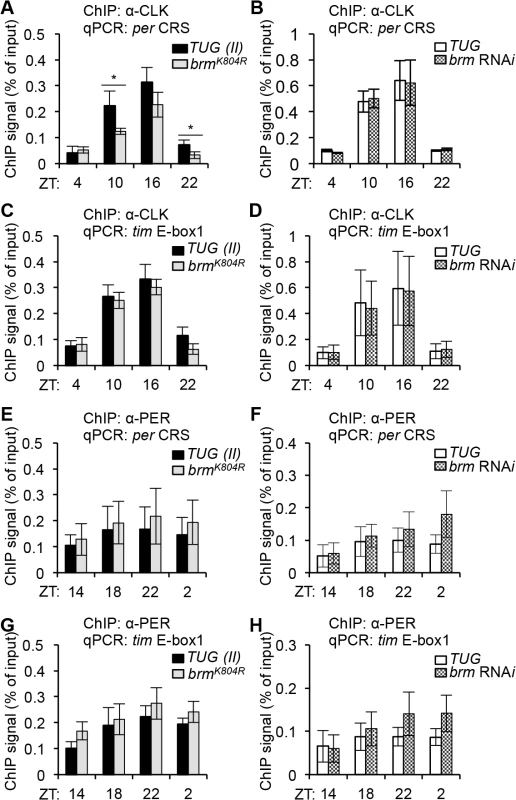 The non-catalytic function of BRM negatively impacts CLK binding to the <i>per</i> promoter.