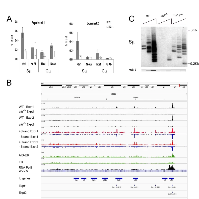 Nbs1 binds at IgH Sμ in cultured mouse splenic B cells induced to undergo CSR.