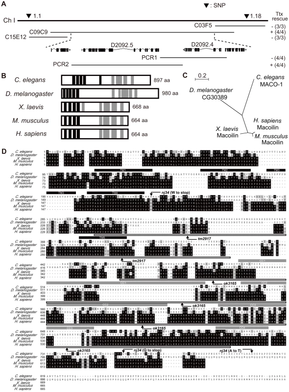 Genetic and molecular analysis of <i>maco-1</i>.
