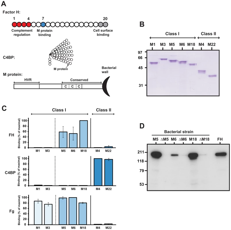 Streptococcal M proteins vary in ability to bind human FH and C4BP.