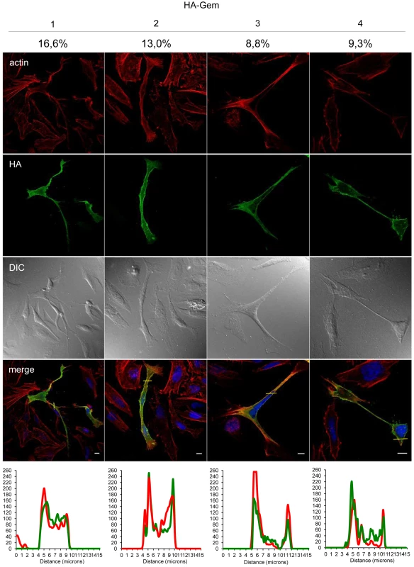 Gem expression induces morphological changes.