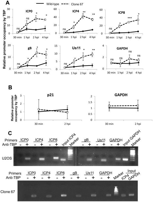 IFI16 prevents TBP accumulation at HSV-1 promoters.