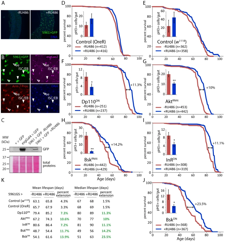 Moderate inhibition of IIS and JNK pathways in somatic stem cell lineages extends lifespan.