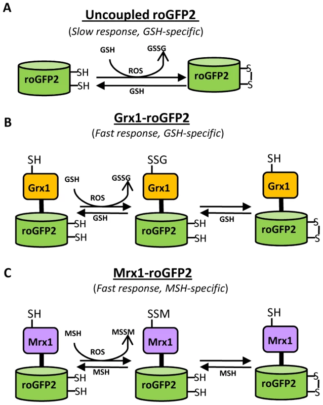 Diagram illustrating the principle of roGFP2 based sensors.