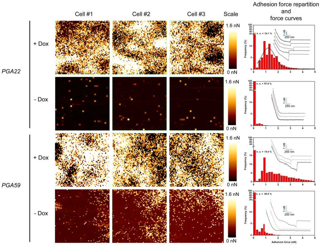 Atomic Force Microscopy-derived adhesion force measurements in single <i>C. albicans</i> cells overexpressing <i>PGA22</i> and <i>PGA59</i>.