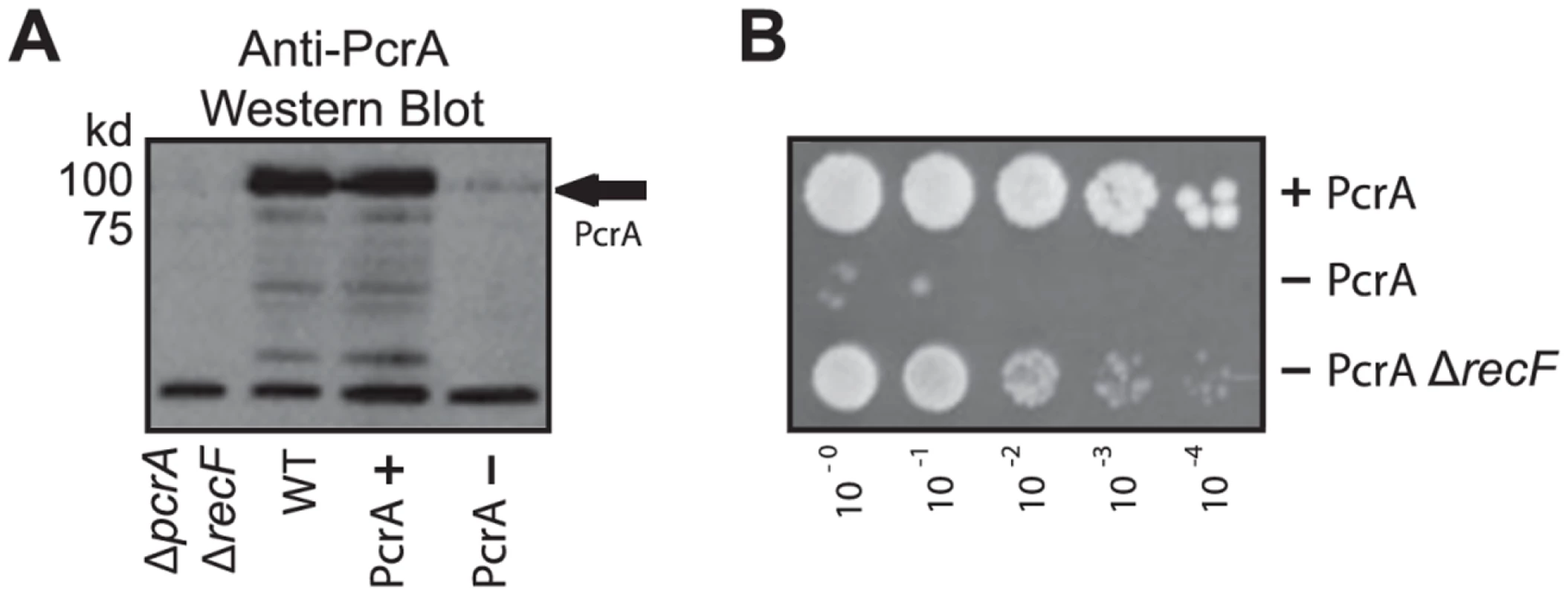 A conditional depletion system for PcrA.