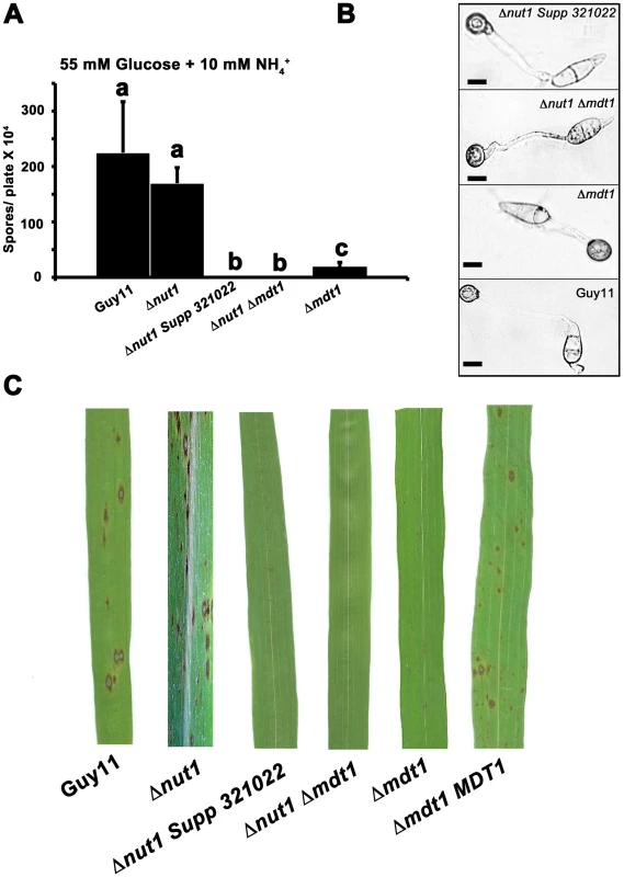 Disrupting Mdt1 function affects sporulation and pathogenesis.