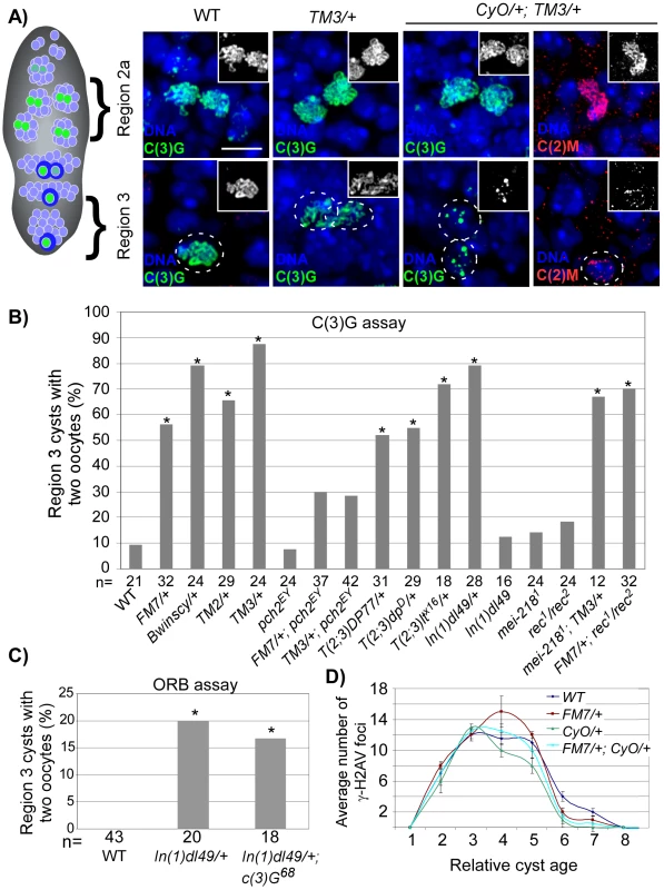 SC deterioration and pachytene delays in balancer heterozygotes.
