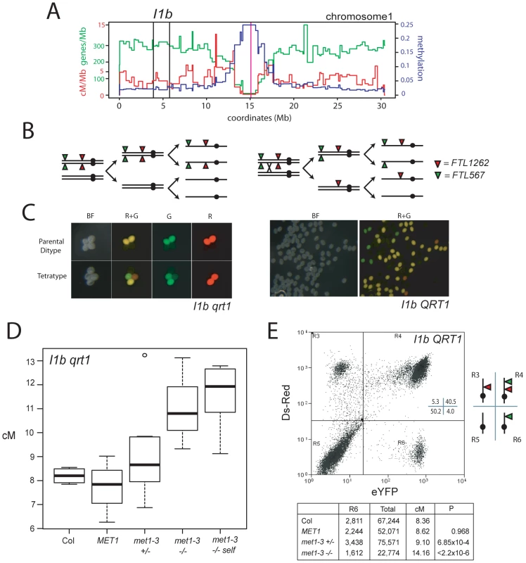 Elevated euchromatic crossovers in <i>met1–3</i>.