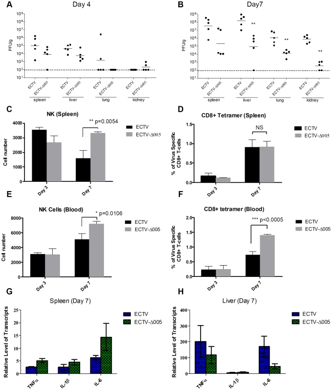 EVM005 inhibits activation of the immune response.