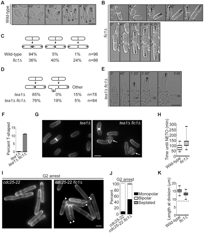 <i>fic1</i>Δ cells fail at new end growth independently of known cell cycle controls on NETO.