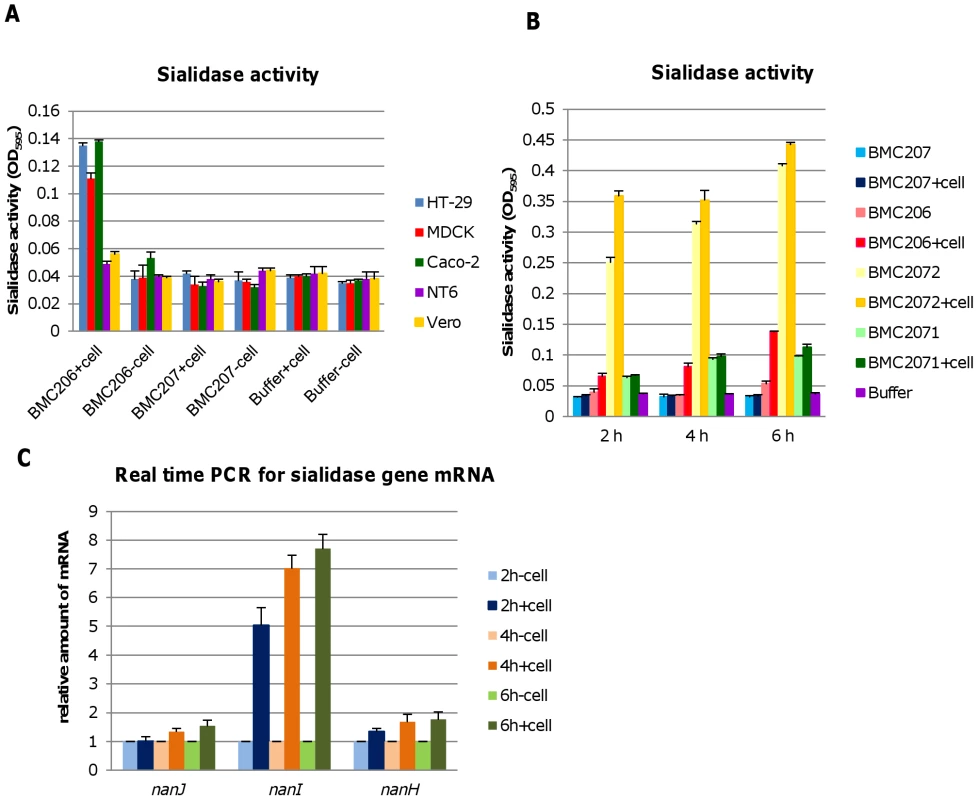 Sialidase activity upon contact with mammalian cells.