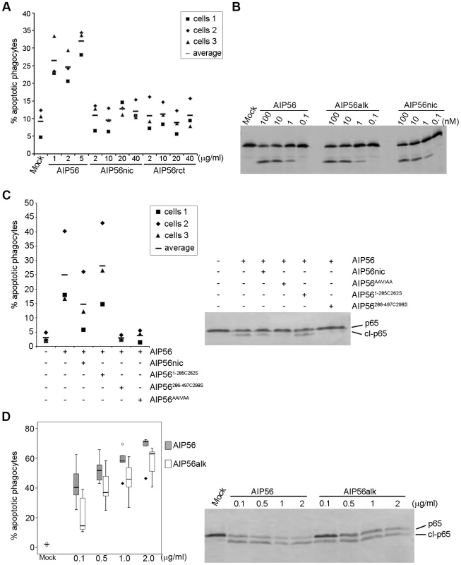 AIP56 toxicity requires integrity of the linker but the disulfide bridge is dispensable for intoxication.