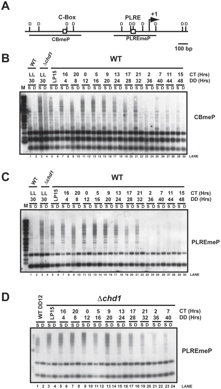 DNA methylation occurs at <i>frq</i>.