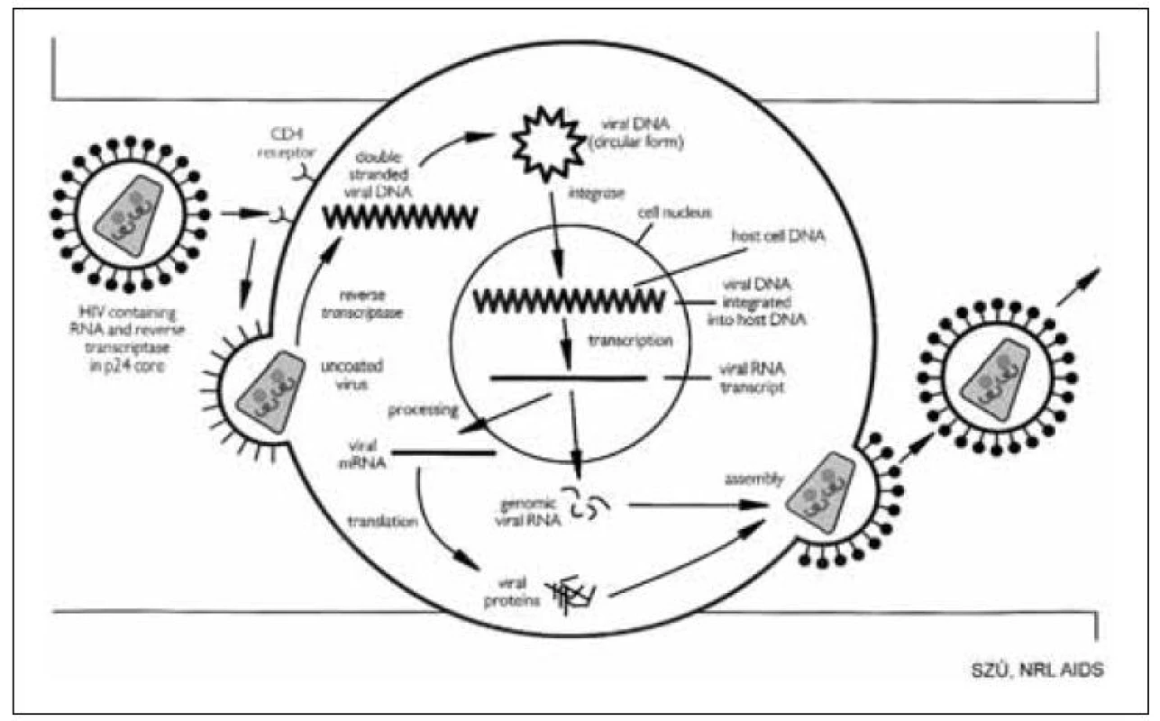 Schéma replikačního cyklu HIV
Fig. 5. Schematic representation of HIV replication cycle