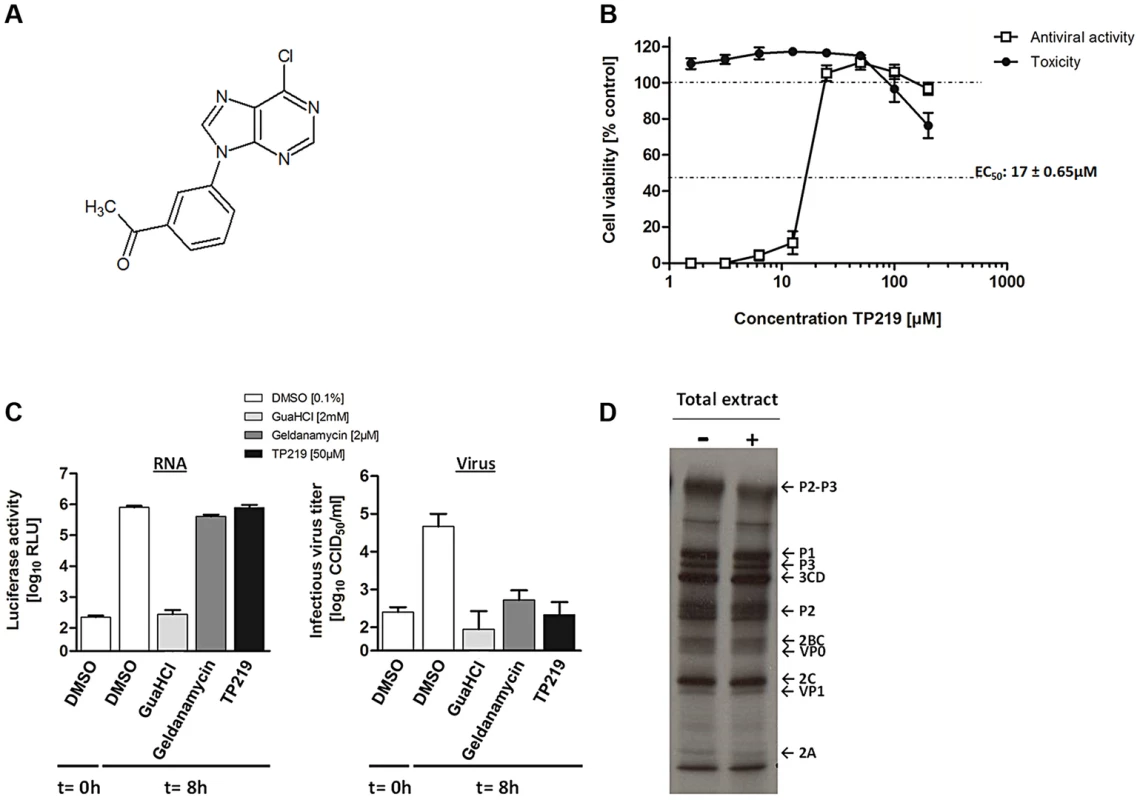 TP219 inhibits virus morphogenesis.