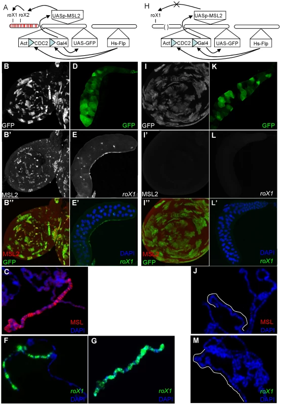 MSL proteins alone cannot drive <i>roX1</i> expression late in development.