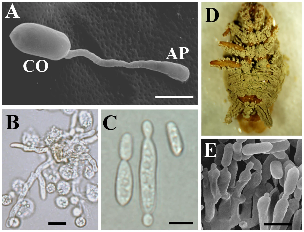 Major stages in the infection cycle of <i>Metarhizium</i>.