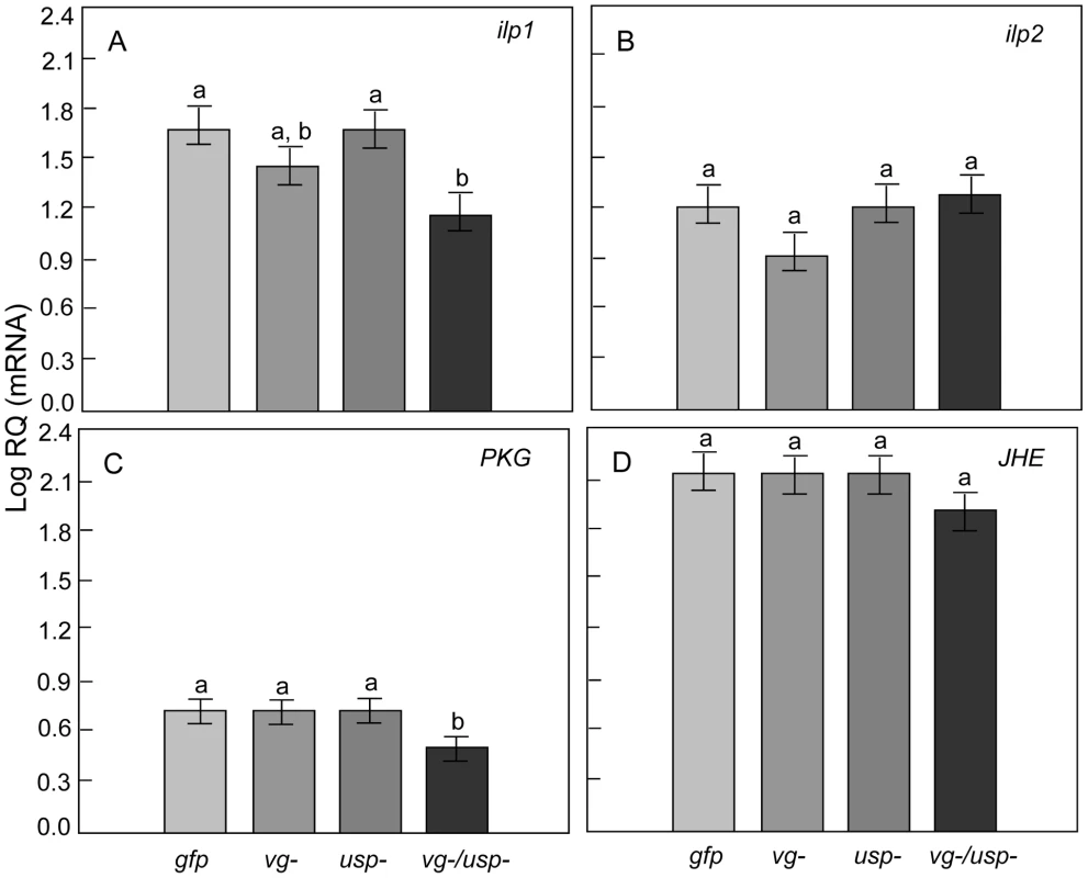 Gene knockdown effect on metabolically associated genes in the fat body.