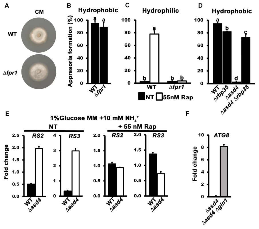 The TOR signaling pathway is misregulated in Δ<i>asd4</i> mutant strains.
