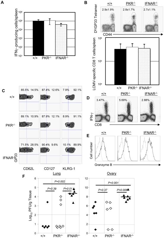 Secondary expansion of GP33-specific CD8<sup>+</sup> T cells and protection against vaccinia virus in +/+, PKR<sup>−/−</sup>, and IFNAR<sup>−/−</sup> mice.