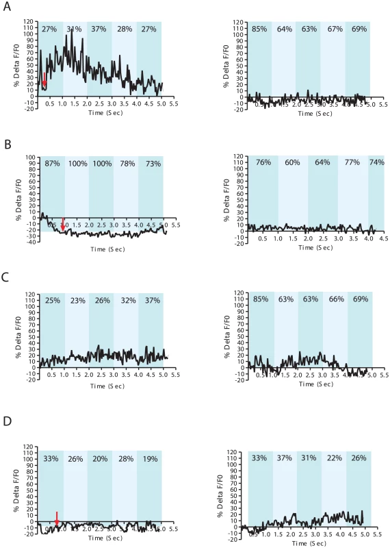 Ca<sup>+2</sup> transients in DA ray neurons increase during arched postures.