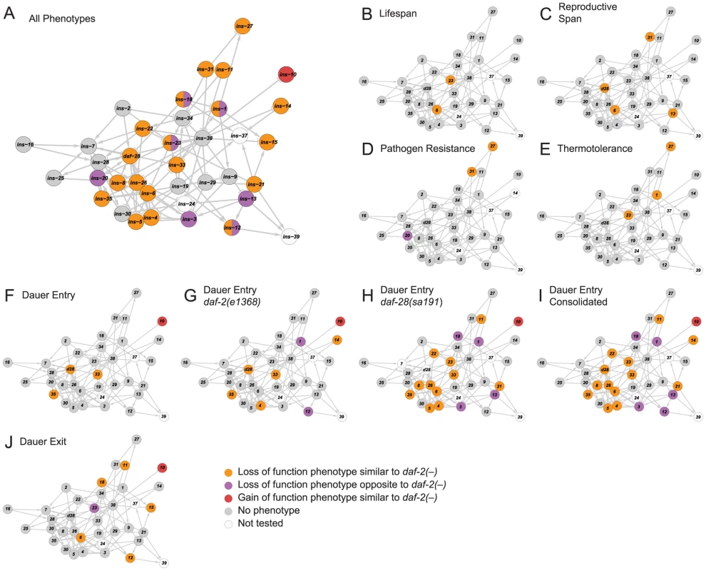 Functional maps of the ILP network.