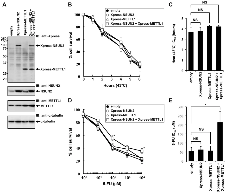 Effects of increased expression of NSUN2 and METTL1 on 5-FU-treatment and heat stress and 5-FU.