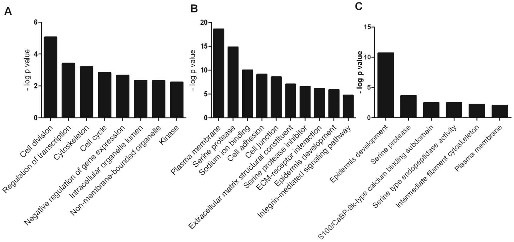 Representative functional groups enriched in differentially expressed gene lists.