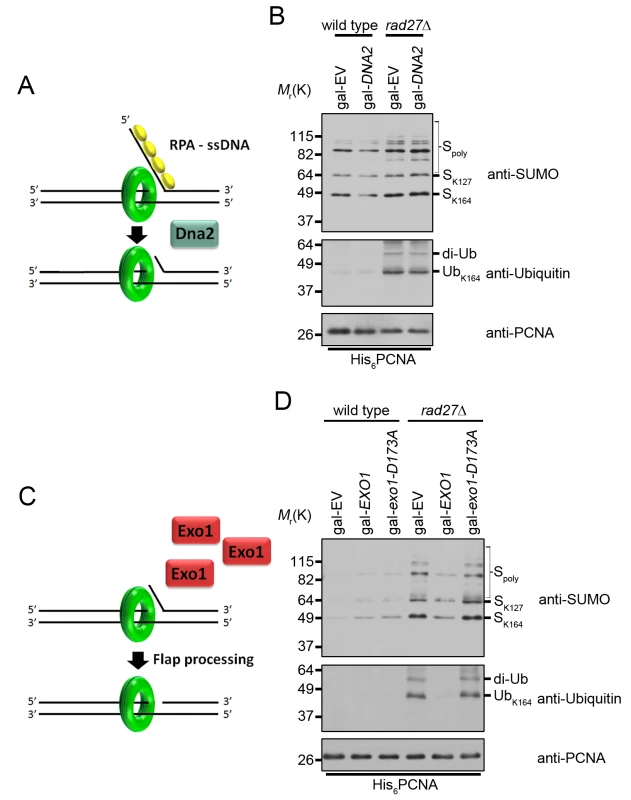 Overexpression of <i>EXO1</i> suppresses PCNA ubiquitination in <i>rad27Δ</i>.
