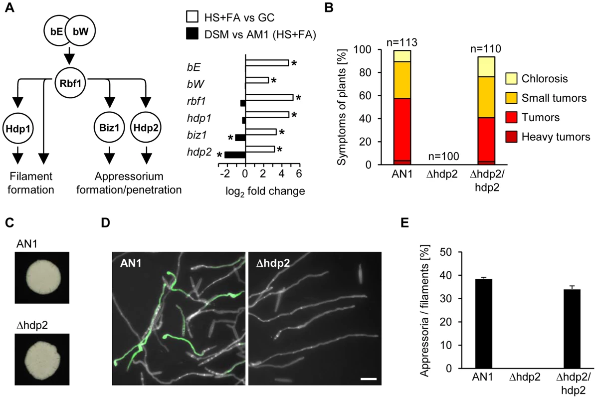 Sho1 and Msb2 regulate the expression of the appressorium-specific transcription factors <i>biz1</i> and <i>hdp2</i>.