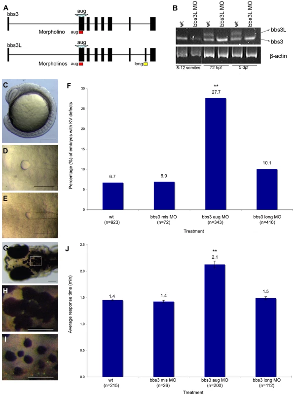 <i>bbs3</i> gene structure and cardinal features of BBS knockdown in zebrafish.