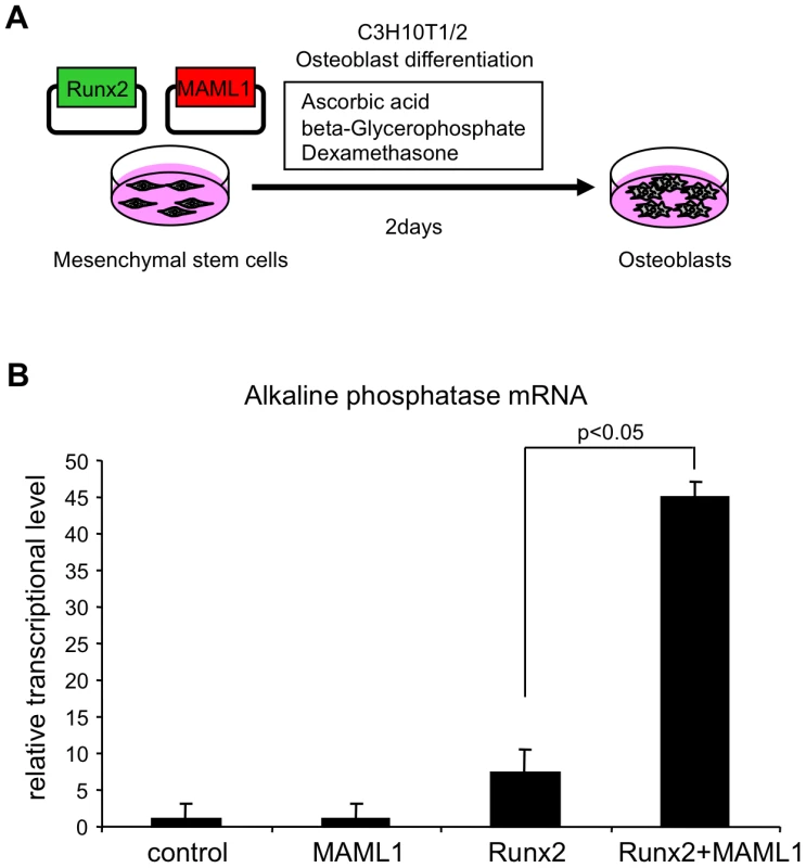 MAML1 promotes Runx2-mediated osteoblastic differentiation.