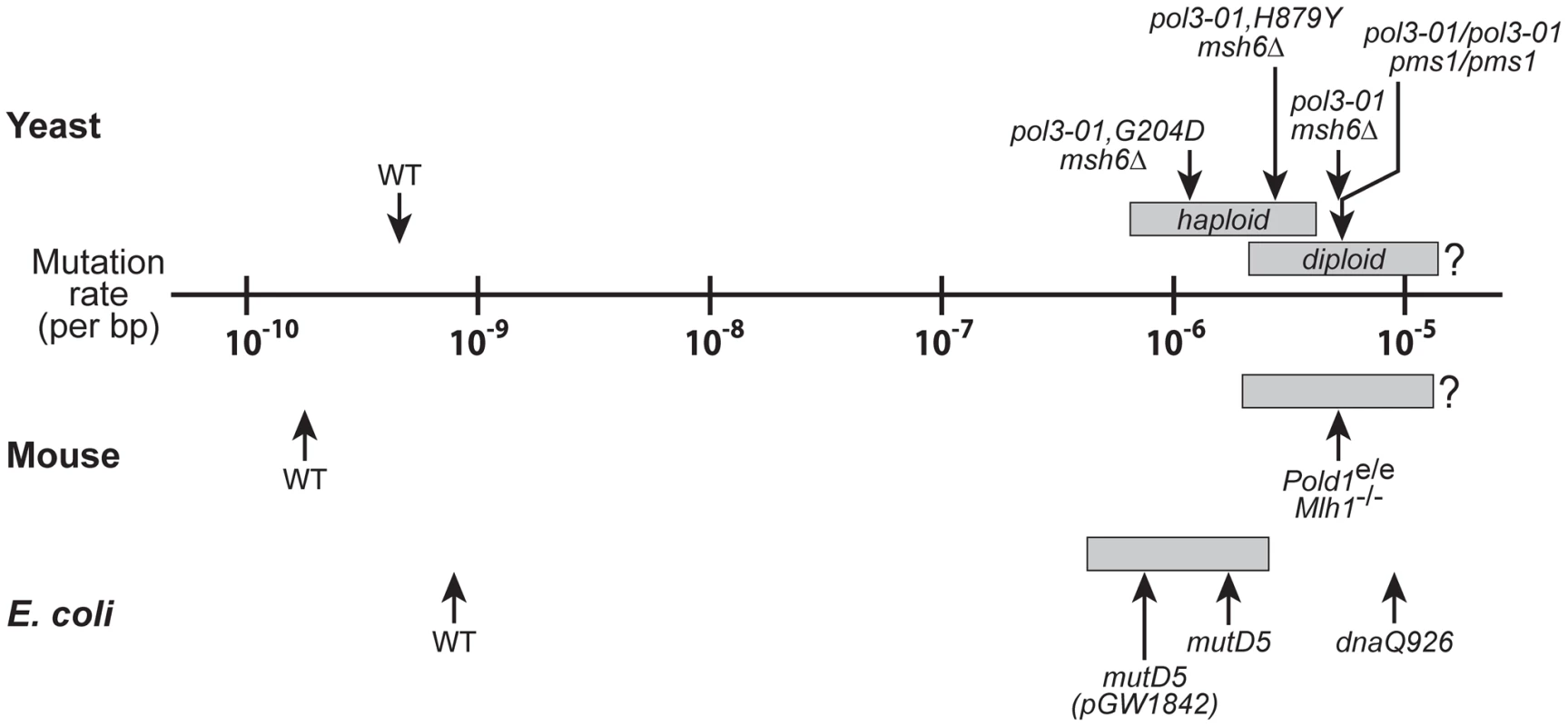 Mutational robustness of yeast, <i>E. coli</i>, and mice.