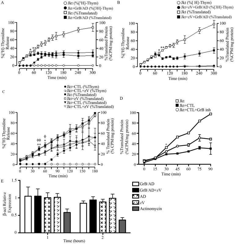 GrB or CTL treatment decrease translational rate in Jurkat cells independently of caspase-mediated DNA fragmentation.