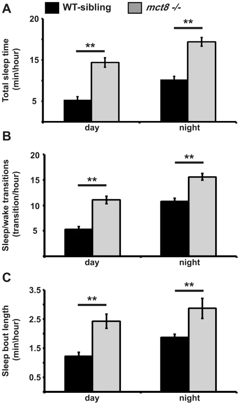 Sleep architecture of <i>mct8−/−</i> larvae.
