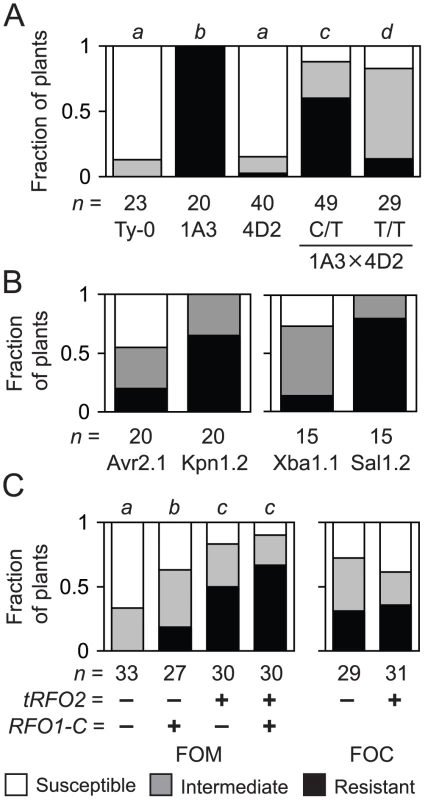 Resistance of endogenous and transgenic <i>RFO2</i>.