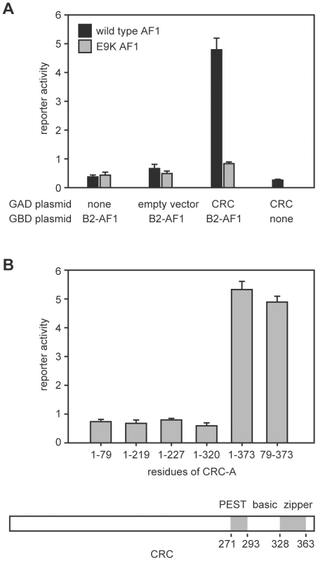 Interaction of the EcR-B2 N-terminus with CRC in yeast two-hybrid assay.