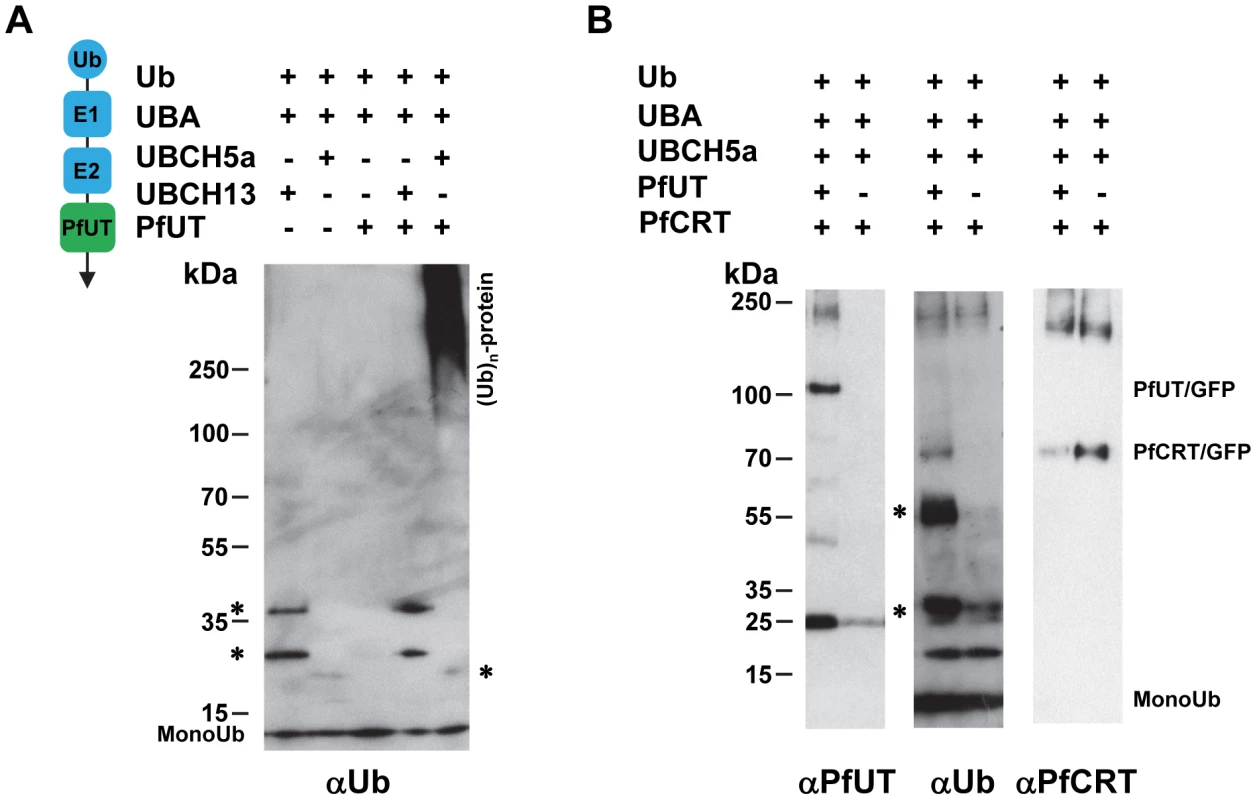Biochemical characterization of the PfUT HECT domain.