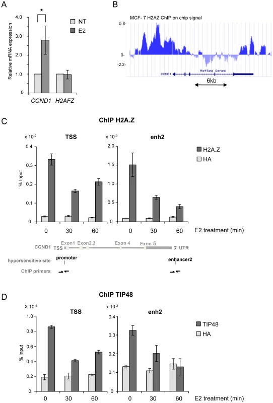 TIP48 and H2A.Z are required for <i>CCND1</i> activation by estradiol.