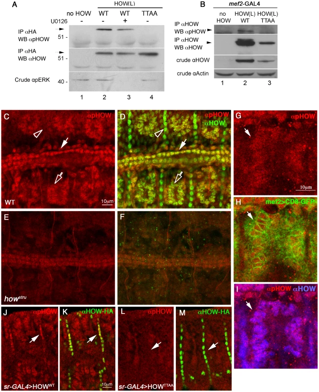 Phosphorylated HOW is detected in the nuclei of somatic muscles and cardioblasts.