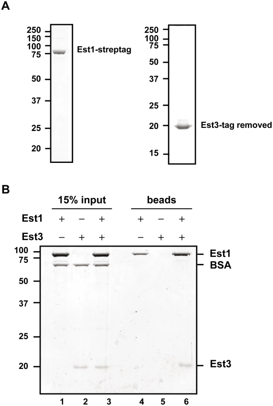 Est1 and Est3 interact directly <i>in vitro</i>.
