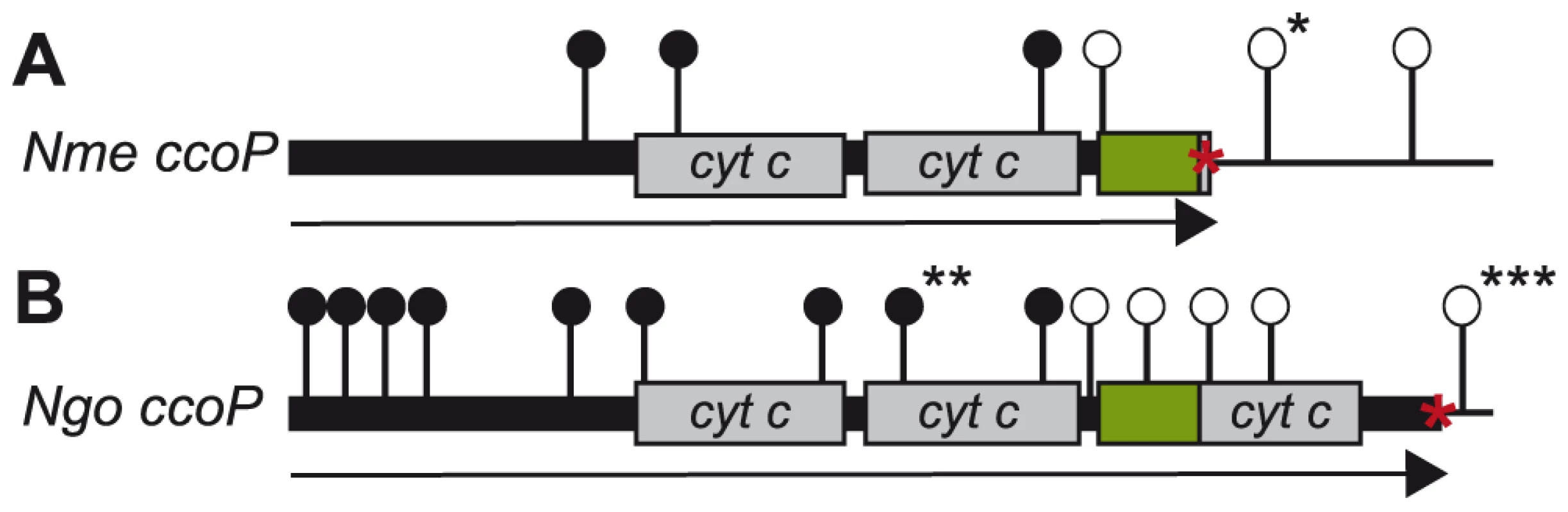 Distribution of <i>ccoP</i> transposon insertion mutations recovered in wildtype and merodiploid backgrounds.