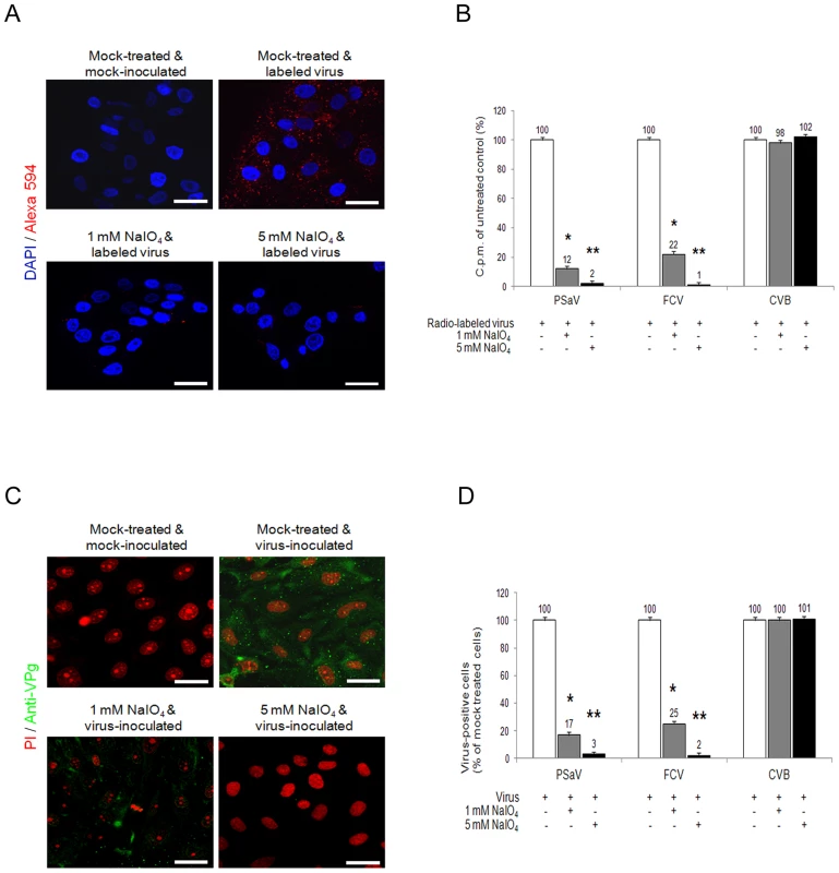 Porcine sapovirus Cowden strain binding and infection requires carbohydrate moieties.