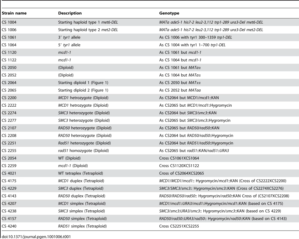 Intermediate steps in strain construction and final strains.