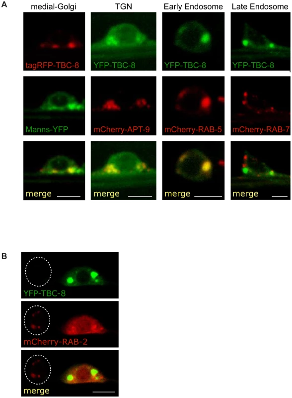 TBC-8 localizes to the Golgi-endosomal interface.