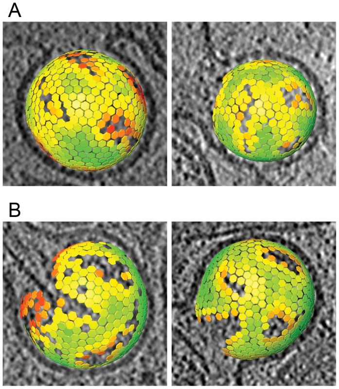 Lattice maps of immature and intermediate HIV-1 budding sites.