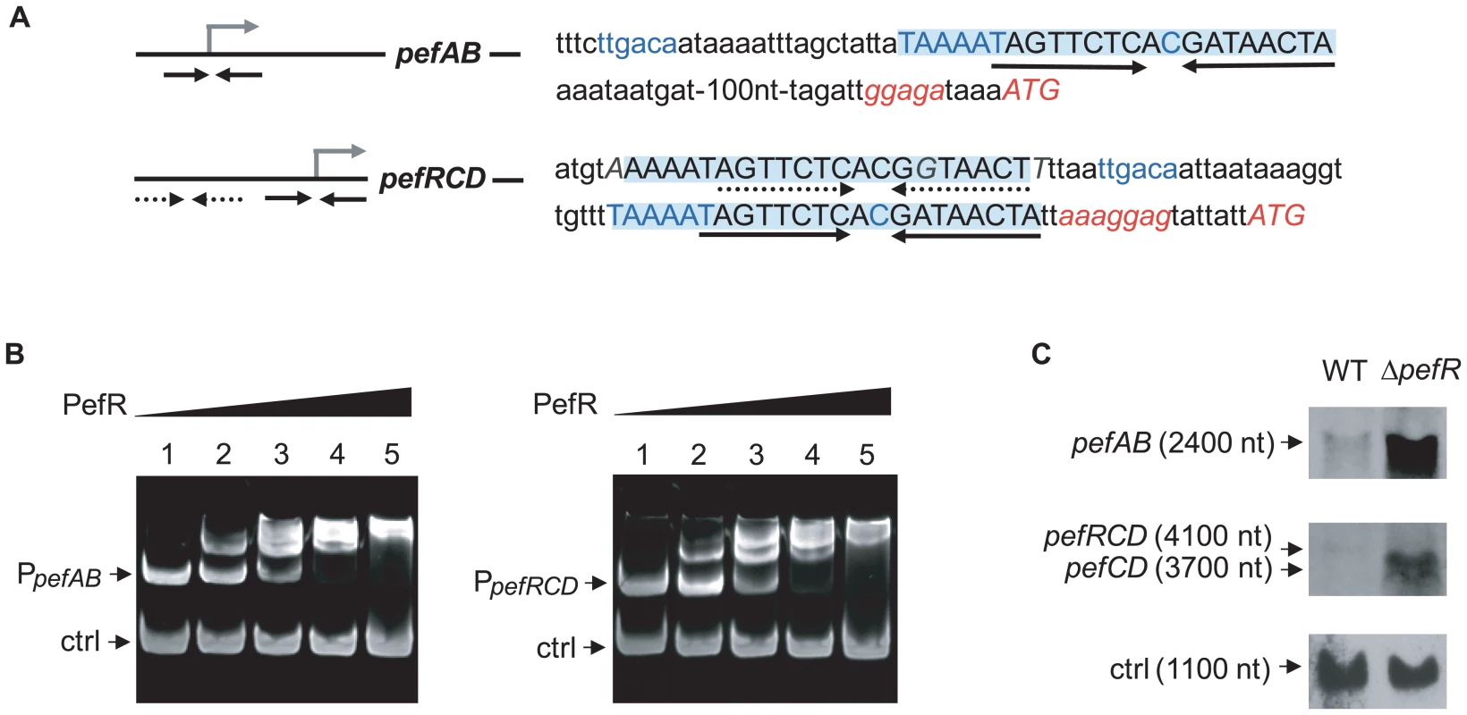 PefR is a repressor of <i>pefAB</i> and <i>pefRCD</i> loci.